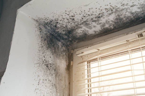 Affordable Mold Cleanup solutions in Spotsylvania, VA