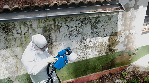 Top rated local Mold Cleanup specialists in Spotsylvania, VA